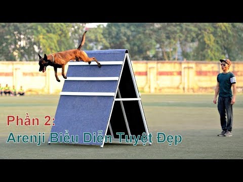 P2: Huấn Luyện Chó Malinois Vâng Lời Tuyệt Đối/ Training Malinois in Vietnam/ NhamTuatTV