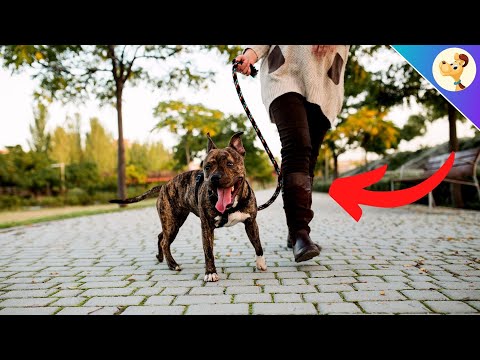 Video: Se din vet om din hund har problem att sitta