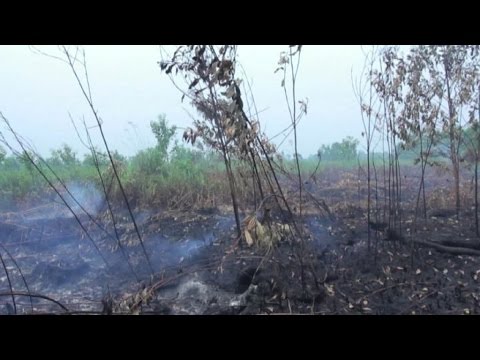 Greenpeace denuncia: in Indonesia olio di palma dopo gli incendi