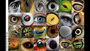 ¿Por qué los animales no ven los colores?