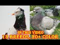 Top varieties of fancy pigeon breeds 83