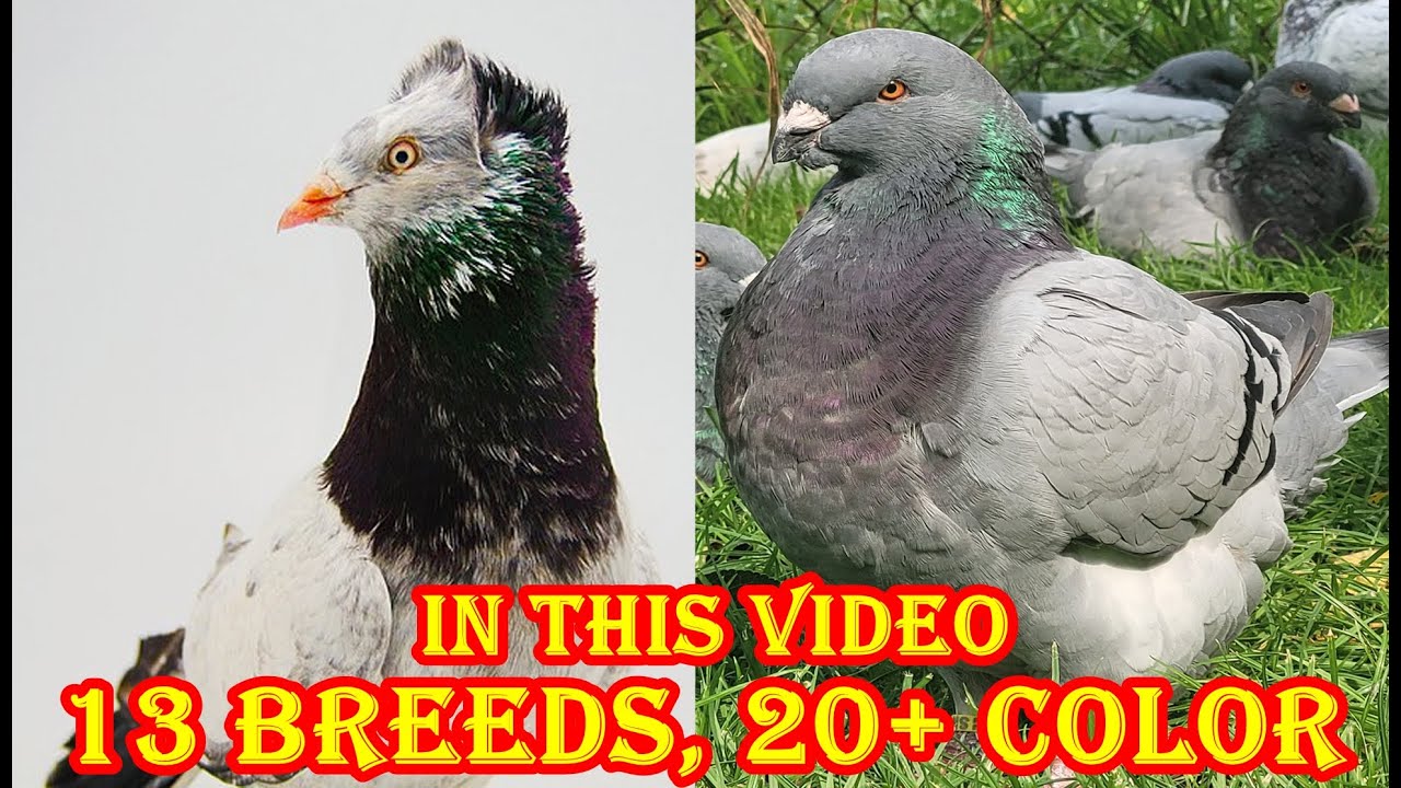 Top Varieties of Fancy Pigeon Breeds #83