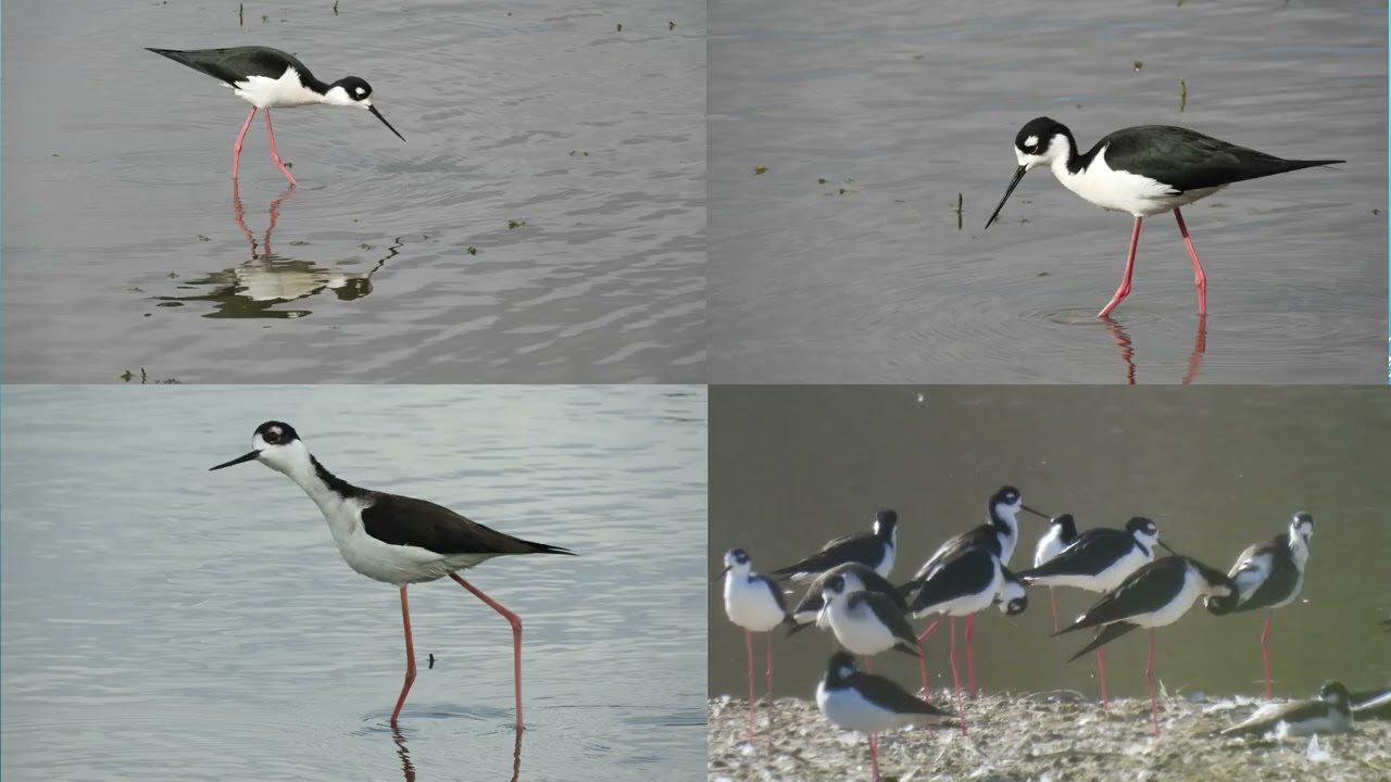 爾灣聖華金濕地觀鳥筆記