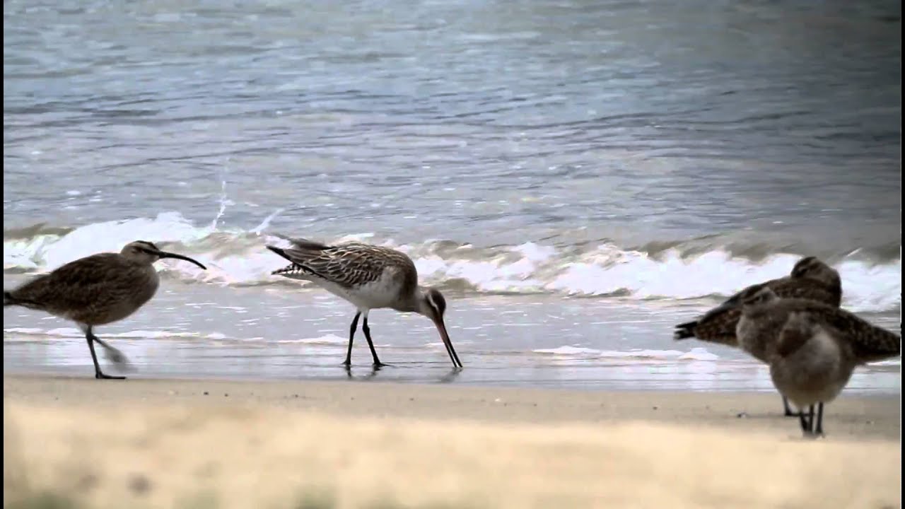 Bar-tailed Godwit 4 FullHD JH1RNZ 