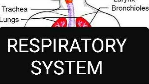 Respiratory system detail in hindi urdu|Role of nose in Breathing| alveoli|Respiration for 12th year