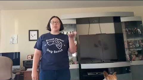 Obedience Hand Signals: Sit, Down, Stand, Stay & Stop