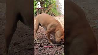 Dogs' Incredible Sense of Sm #puppies |#shorts #dogs #animals #puppy #funnyanimals