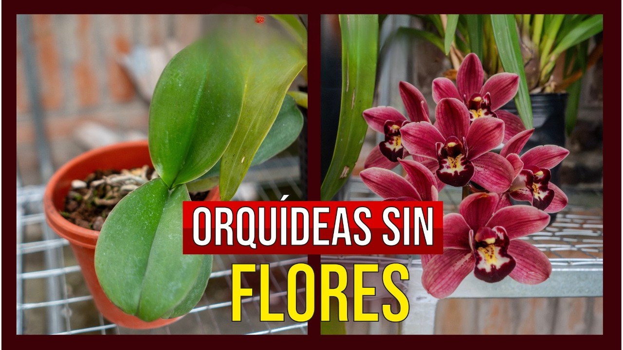 7 Razones por las que las Orquídeas NO FLORECEN
