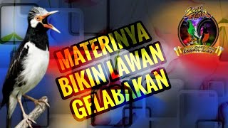 MASTERAN Burung Full Materi Lengkap - Jalak Suren❗️Bikin Lawan Gelabakan