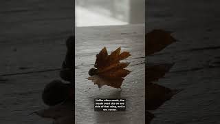 Why Maple Seeds Spiral Down Instead of Falling Straight