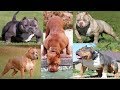 Los 5  Increibles American Bully