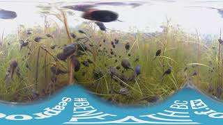 March of the tadpoles  360 video