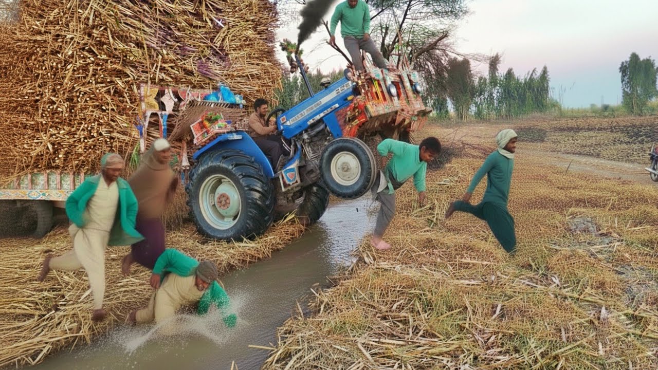 Mf 385 Tractor Power Stunts | Massey Ferguson Tractor | 385 Tractor Performance | Village Tractor