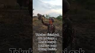 Kumpulnya Para Tekukur..