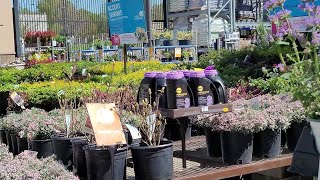 HITTING UP LOWE'S FOR PARSLEY PLANT AND TOMATO STAKES 🍅 ‼️ PHILOSOPHERZ GARDEN PART 2