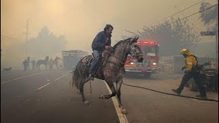 Four active wildfires in southern california have caused people and
pets alike to seek shelter. the thomas fire chewed through nearly
everything its path ...