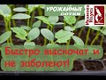 Смарт-посев огурца ПОД ПОДУШКОЙ - проще, чем вы думали! Все нюансы посева и выращивания рассады.