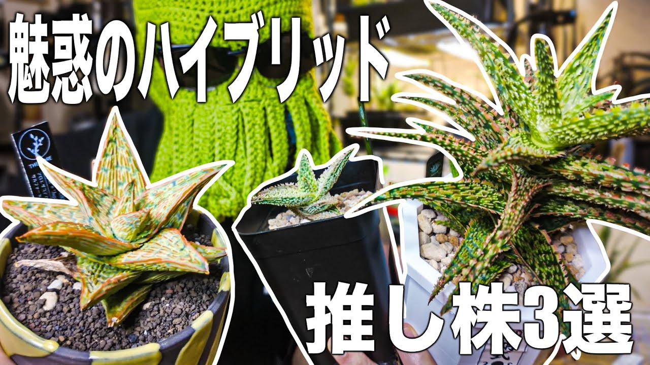 Introducing 3 of My Favorite Hybrid Aloes Packed with Charm! - YouTube