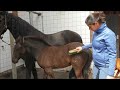 First time grooming filly Marije. We also let them trot, if they succeed… Friesian Horses