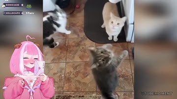 Shylily React to One More Funny video with Cats 🐱