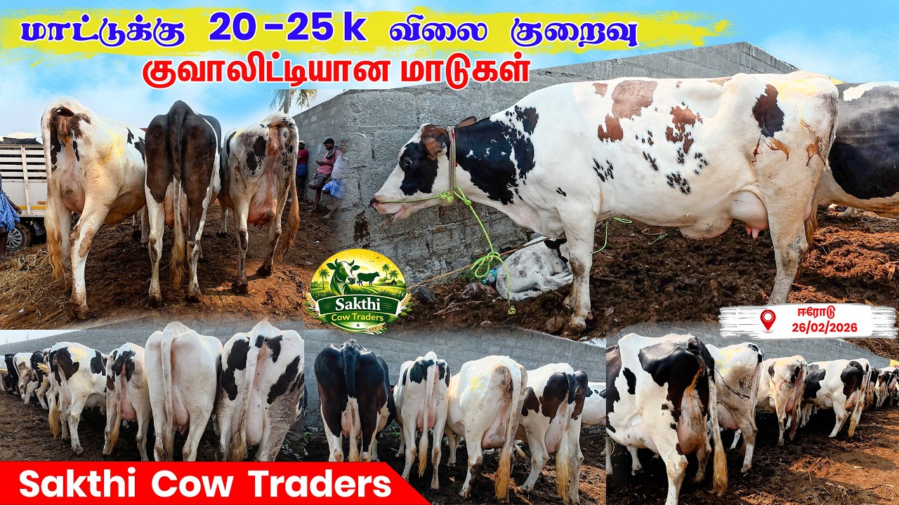 அதிகம் பால் கறக்கும் மாடுகள் குறைந்த விலையில் கிடைக்குது! @SakthiCowTraders