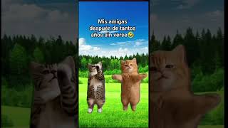 Las amigas #funny #cats