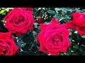 Розы. Теневыносливые сорта роз и все что нужно знать об их посадке.🌹🌹🌹