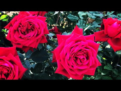Видео: Теневыносливые розы – узнайте о посадке роз в тени