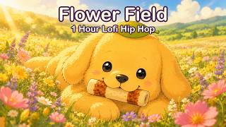 Lofi Hip Hop 🌸 Flower Field with Chiku ☀️ 1 Hour Bright Beats to Relax / Study / Work