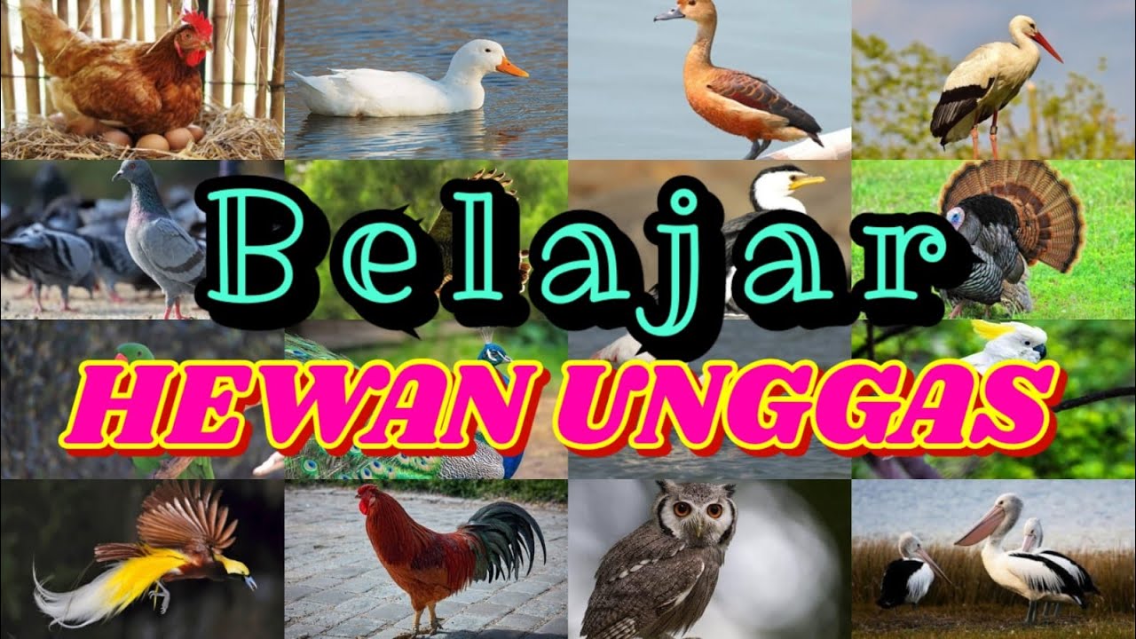 460 Contoh Gambar Unggas HD
