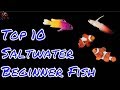 Top 10 Saltwater Fish For Beginners