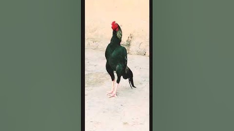 Java #viral #aseel #murga #youtube #ytshorts #trendingshorts #trendingvideo #aseelmurga