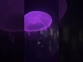 Jellyfish 💜 #seaworld #jellyfish #mindrelaxing #mindtherapy #sea