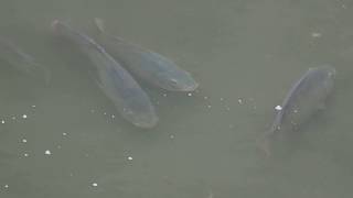 1070601基隆河南港段水域烏魚集體暴斃現場吳郭魚仍存活