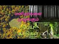 மனிதர்களை முழுங்கும் பேய் காடுகள் ! #tntalkies #information #info #viral #trending