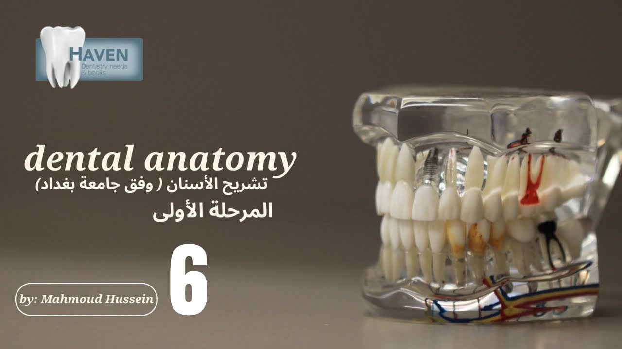 تشريح الاسنان المرحلة الأولى المحاضرة السادسة | dental anatomy lec 6