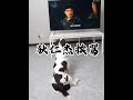 不追这个《大唐狄公案》了,太伤狗的自尊了#假如狗狗会说话 #萌宠出道计划 #动物的迷惑行为