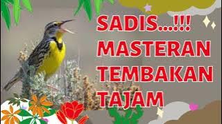 Masteran tembakan Tajam Nan Sadis cocok untuk isian