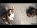 БУЛЬТЕРЬЕР И КОТ / что-то пошло не так / ДРАКА /ДРУЖБА / bull terrier