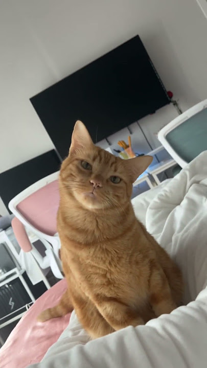 Sooo Cute 🥰 #shortvideo #shorts #short #cat