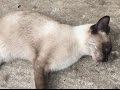 VILA DE REI: Quatro gatos mortos por envenenamento