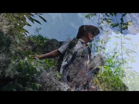 Video: Ginseng - Orman Bitkilerinin Kralı
