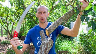 5 Beginner Gardening Mistakes to Avoid When Growing Fruit Trees