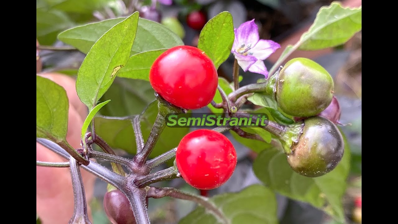 Incontra Il Peperoncino Perla Nera, Una Pianta Preziosa - Foto 11