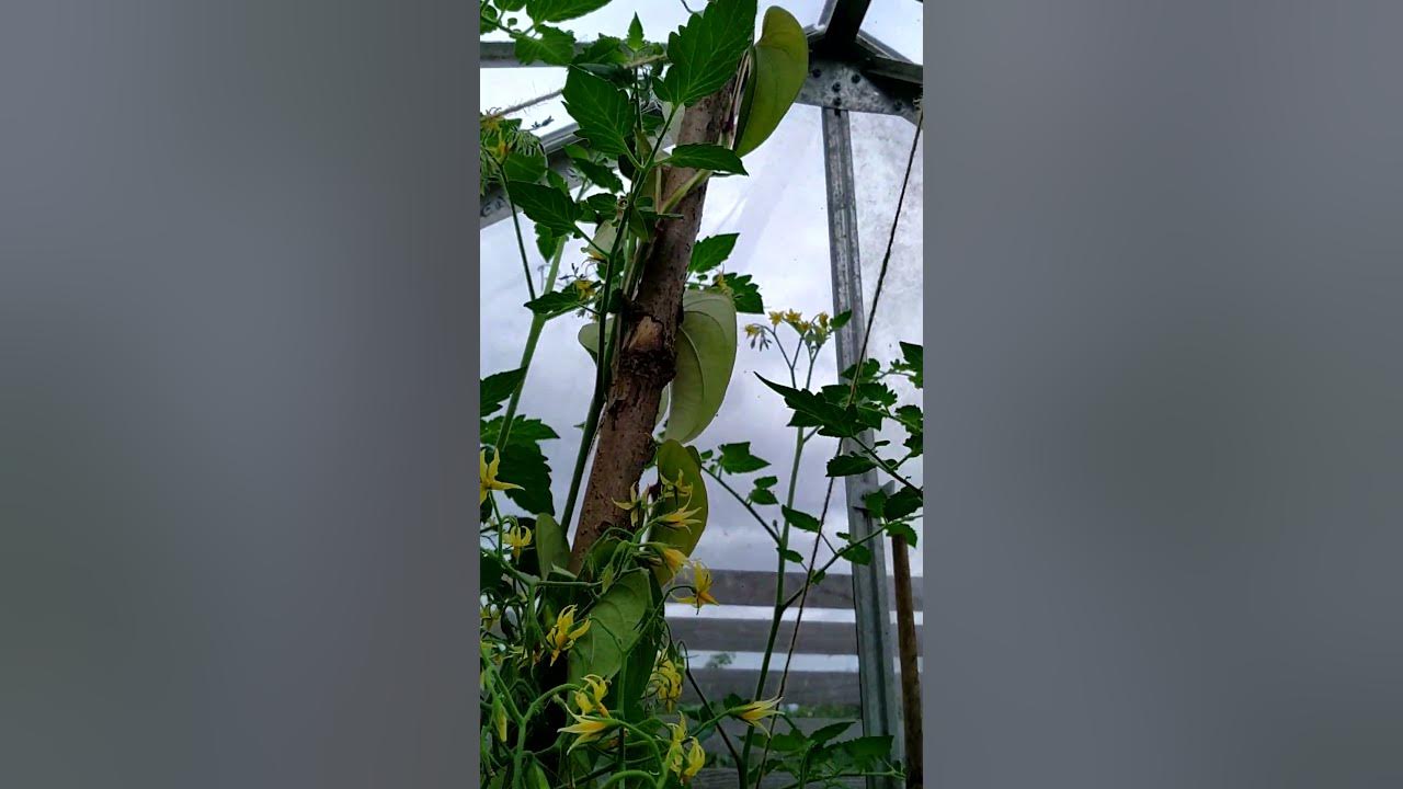Jamaica St Vincent Yam growing in container YouTube