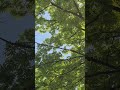 Suite No. 1 for Flute and Jazz Piano Trio: Veloce · Roselli Quartetㆍ Roselli Quartet