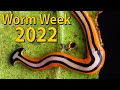 Worm Week 2022 Is Here!