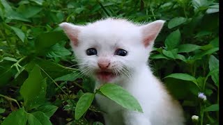Kucing sedih menangis melihat ncari sodara sodaranya - akhirnya ketemu by Loly Kitten 103 views 6 months ago 3 minutes, 2 seconds
