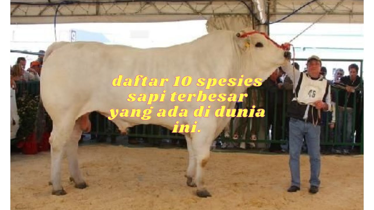 Sapi Tebesar Daftar 10 spesies sapi terbesar yang ada di dunia ini!!! - YouTube