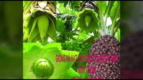 BÁN GIỐNG VÀ HẠT CHUỐI MỒ CÔI (0941687697) ĐẶC SẢN NINH THUẬN ( CHUỐI  CÔ ĐƠN) CỦA HTX A8 NINH THUẬN